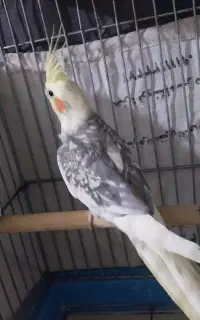 عروس هلندی نر