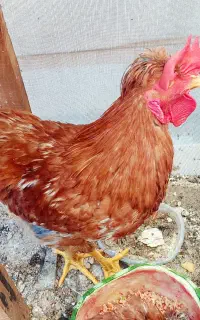 مرغ و خروس خانگی بومی