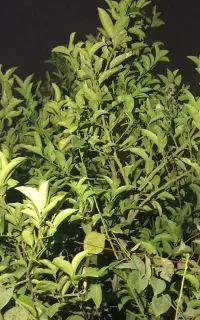 سر کارگر،غلامی