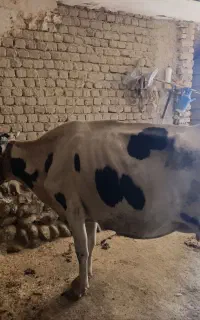 گاو