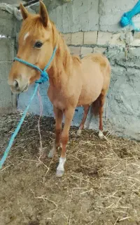 اسب نریان
