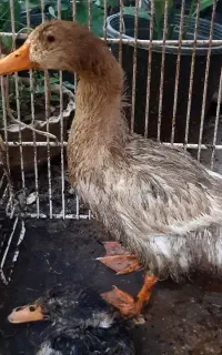دوتا اروردک بالغ