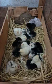 جوجه گلین لری