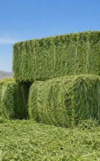یونجه