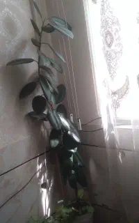 گل فیکوس