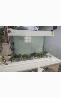 آکواریوم شیشه خم  با تمام وسایل