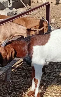 سه عدد  کهره نر