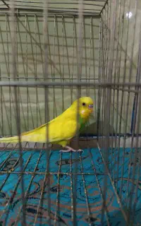 مرغ عشق نر
