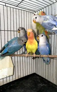 طوطی برزیلی