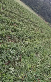 نهال توفرنگی سابرینا