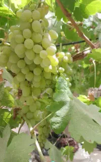 پخت شیره