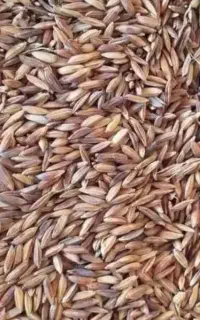 شلتوک ، لوبیا عربی