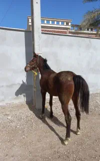 اسب شش ساله