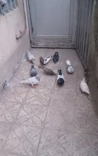 کبوتر