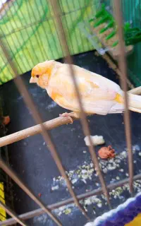 دوتا قناری