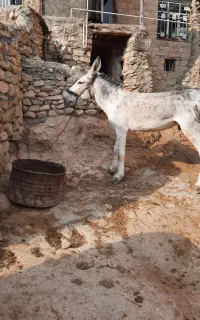 الاغ