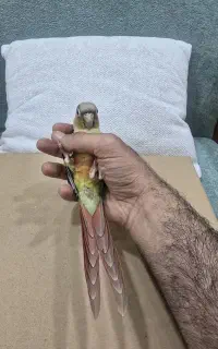 گرینچیک فوق دستی رام سخنگو رنگ خاص