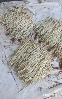 پیشک خشک مخصوص رنگ