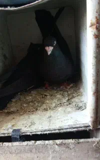 زاغ چش نک