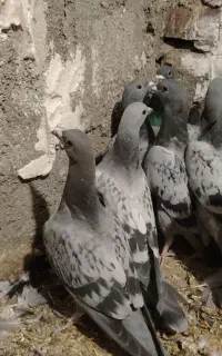 کبوتر پلاکی