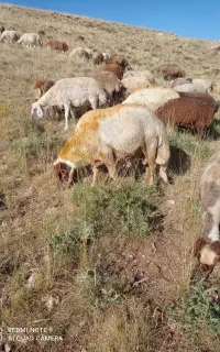 ورن .قوچ.بزغاله نر