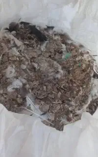 کودکبوتر