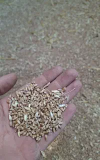 گندم