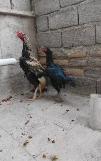 مرغ خروس لاری اوشامو