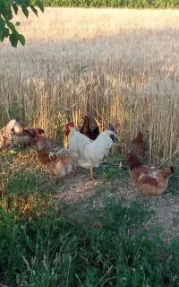 مرغ و خروس محلی