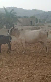 گاو با گوساله ماده