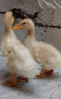 فروش ۲عدد اردک ۲ماهه