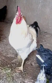 خروس