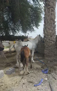 اسب مادیون وکره