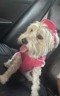 پت گمشده