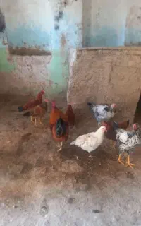 مرغ و خروس و جوجه