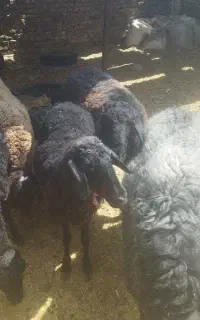 قوچ کار میش بره گوسفند نر ماده ابستن جوان
