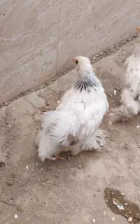 بوقلمون