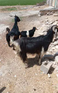 بزکهره دار