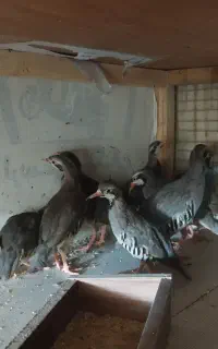 مرغ