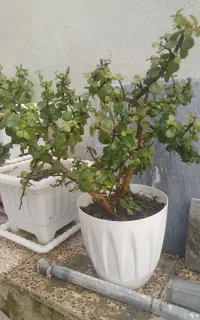 درخچه
