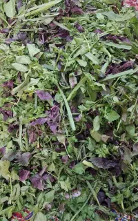 انواع سبزی خشک خانگی