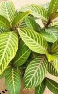 گل گلدان خاک