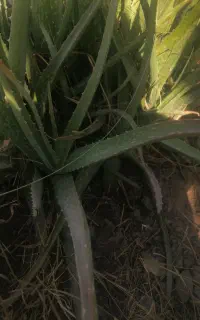 الوورا
