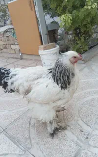 مرغ پاپری