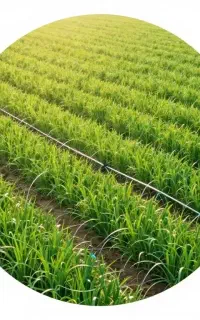 فروش نوارتیپ مناسب کشت فضای باز