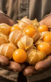بوته میوه استوایی فقط 100
