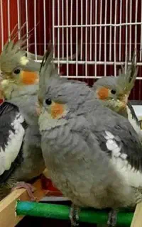 عروس هلندی