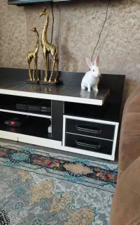 خرگوش بازی گوش