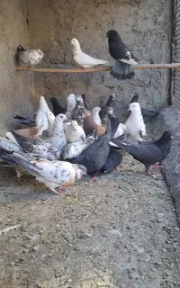 کبوتر پرشی