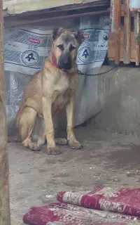 سگ سرابی اصل